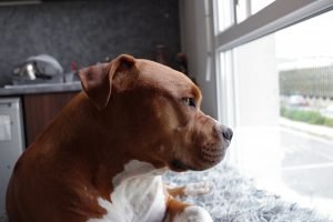 Avoid Pitbull Divorce Lawyer