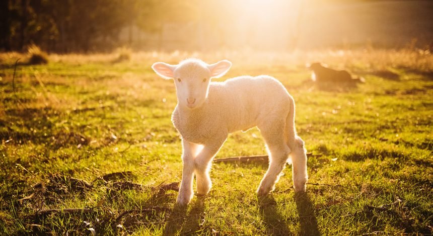 Lamb's Blood Anti-Venom
